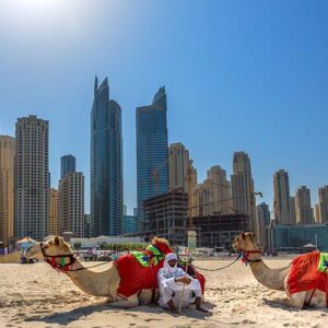 DUBAI, UAE - OCTOBER 11: Bedouin with camels on the beach at Jumeirah Beach Residence in Dubai. October 11, 2014 in Dubai, United Arab Emirates