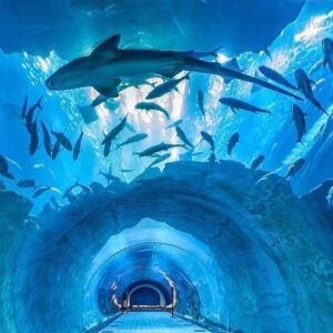 dubai-aqaurium