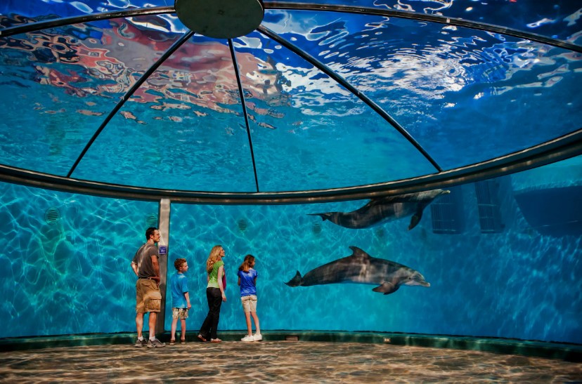 dubai-underwater-zoo