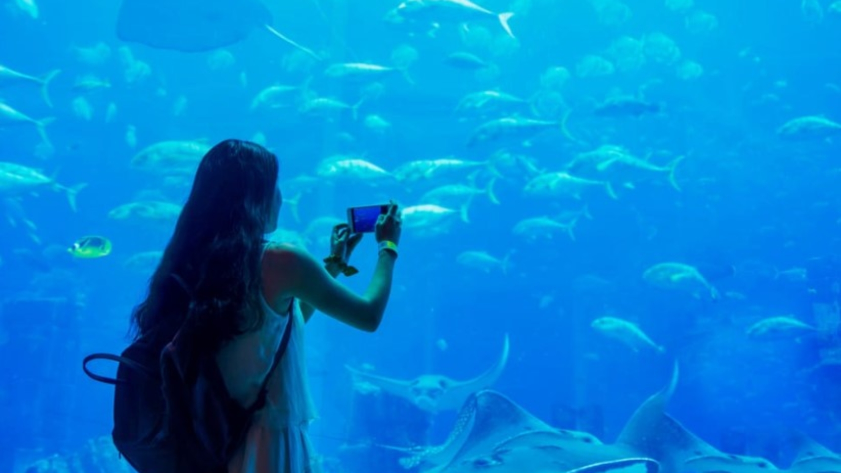 dubai-underwater-zoo